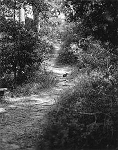 16401 scan